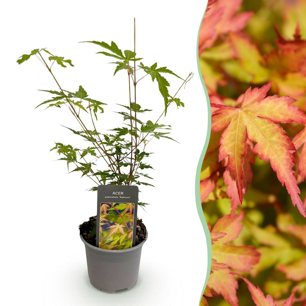 Érable du japon 'sangokaku' - pot 12 cm - hauteur 35 cm