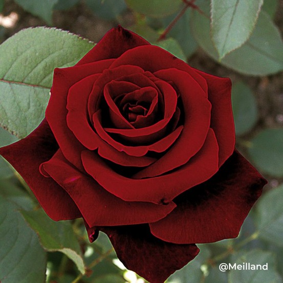 Rosier 'magie noire' ® (rosa 'magie noire' ®)
