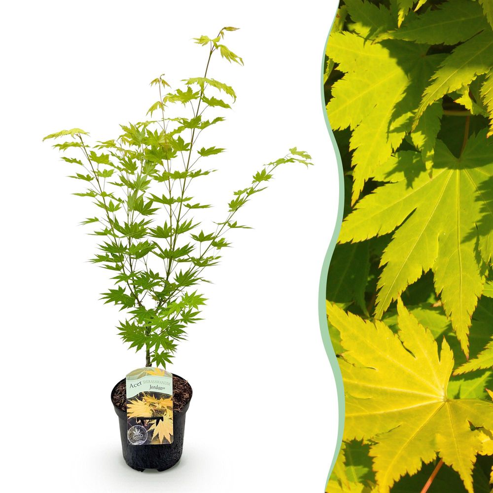 Érable du japon 'jordan' - pot 19 cm - hauteur 70 cm - plante d'extérieur