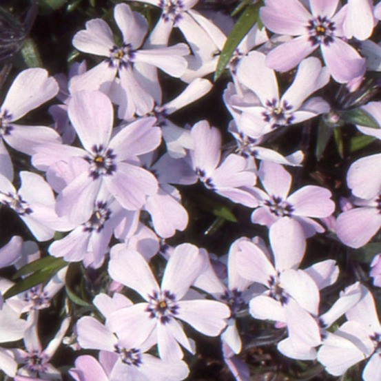 Phlox nain benita, phlox mousse lot de 5 godets