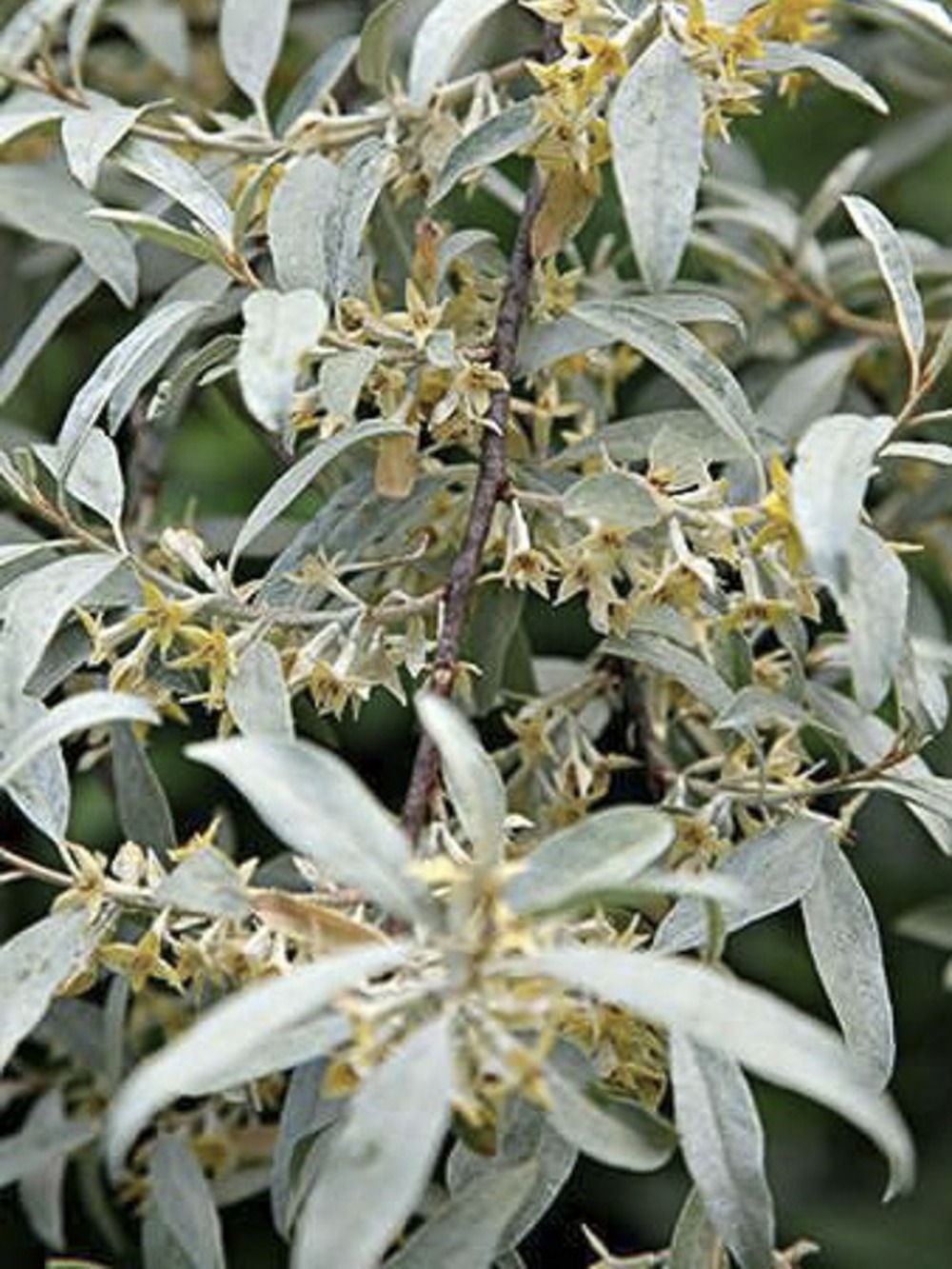 Chalef argenté 'zempin' pot de 4l/5l