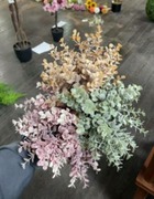 Bouquet eucaly loic ass h30