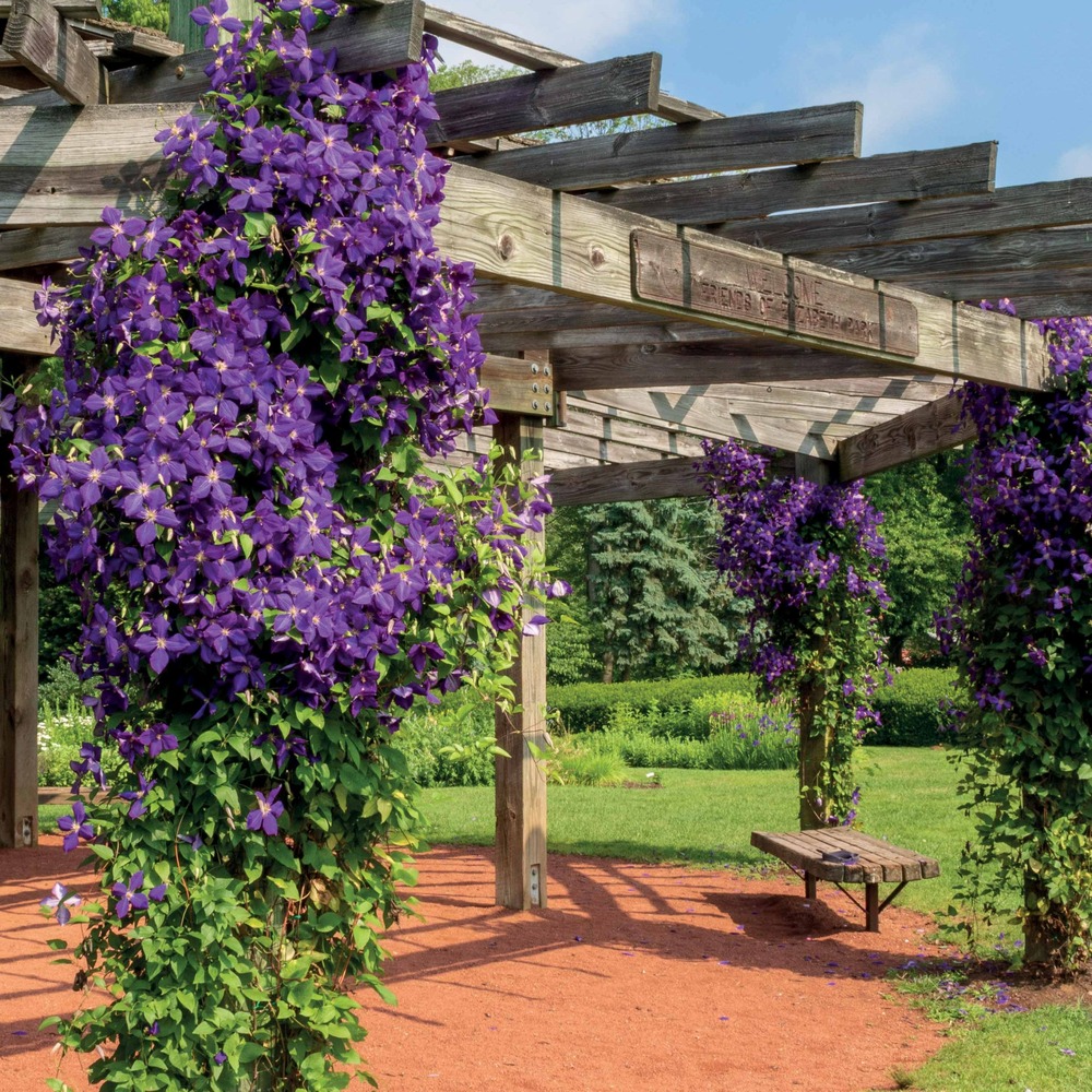 Clématite jackmanii - le pot / ø 9cm / hauteur livrée 20-30cm, vendu par lot de 2