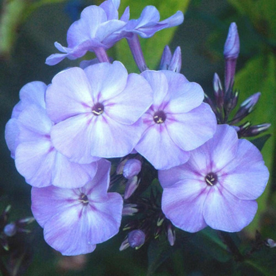 Phlox paniculé blue boy lot de 9 godets