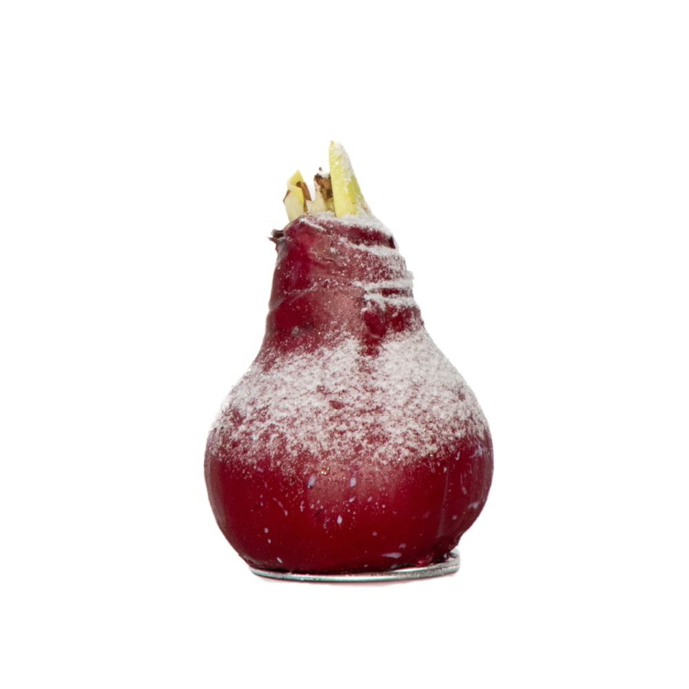 Amaryllis - hippeastrum 'wax snow red' - bulbe de fleur - rouge