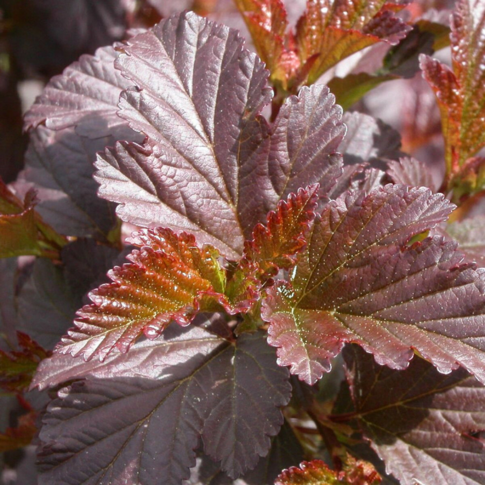 Physocarpus diabolo®, physocarpe pot de 3l - 40/60 cm