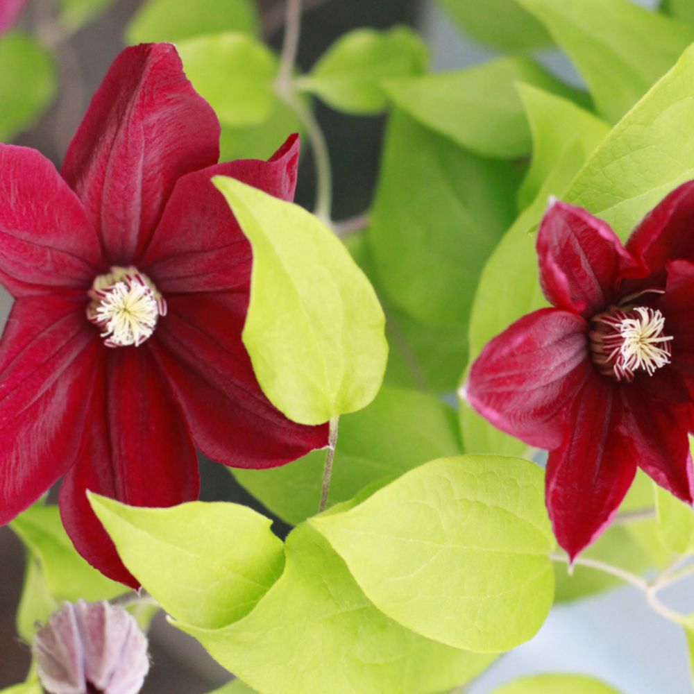 Clematite - clematis niobe 70cm