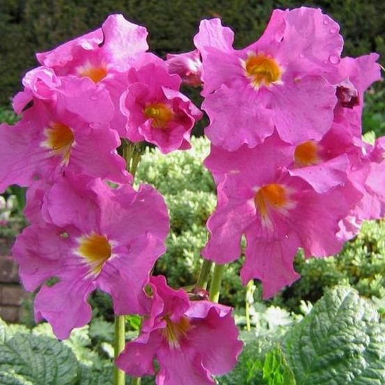 6 x incarvilléee de l'abbé delavay - incarvillea delavayi - godet 9cm x 9cm