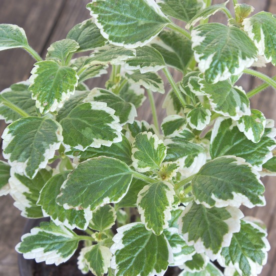 Plectranthus bicolore vert et blanc - le pot / ø 10,5cm