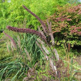 Bugbain Bugbane ramosa 'pink spike' godet de 8/9 cm | Truffaut