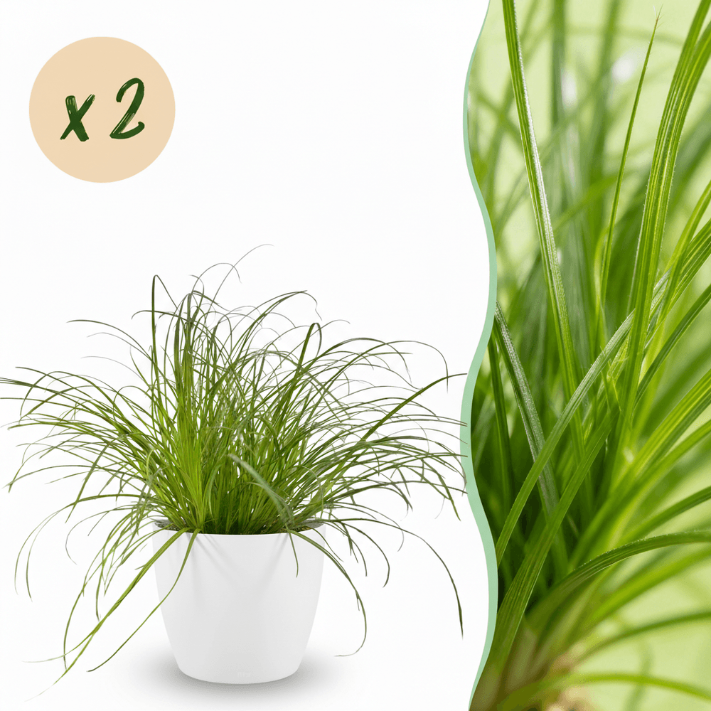 Cyperus alternifolius zumula - pet-friendly - pot de 12cm - hauteur 20cm - plantes d'intérieur