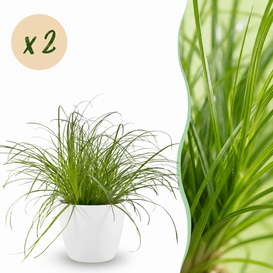 Cyperus alternifolius zumula - pet-friendly - pot de 12cm - hauteur 20cm - plantes d'intérieur