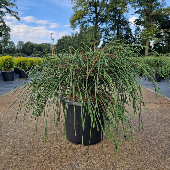 Thuya géant 'whipcord' pot 11l 40/50cm - thuja plicata whipcord