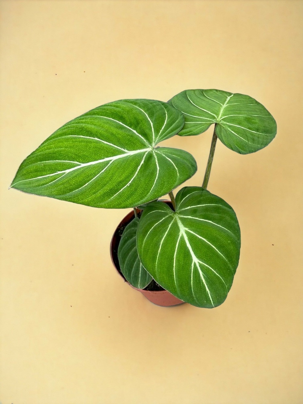 Philodendron gloriosum