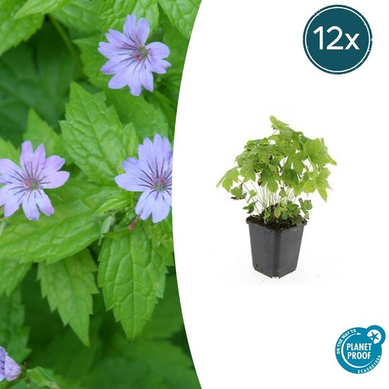 Géranium noueux x12 – entre 0,75 et 1m2