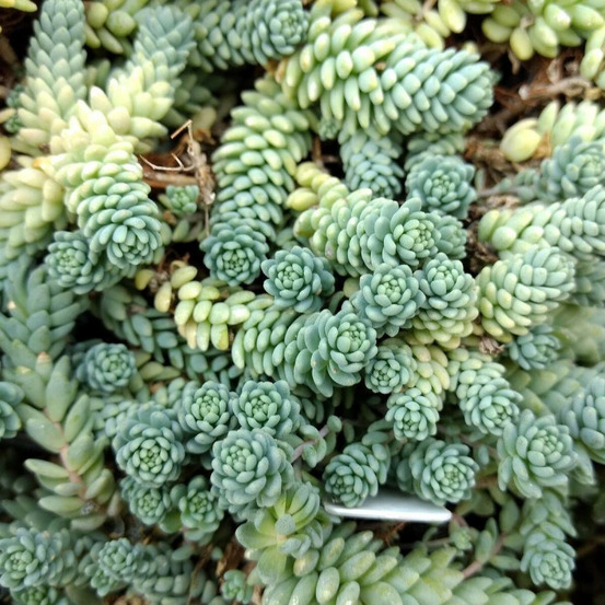 Orpin à feuilles épaisses divergens, sedum godet - 5/20 cm