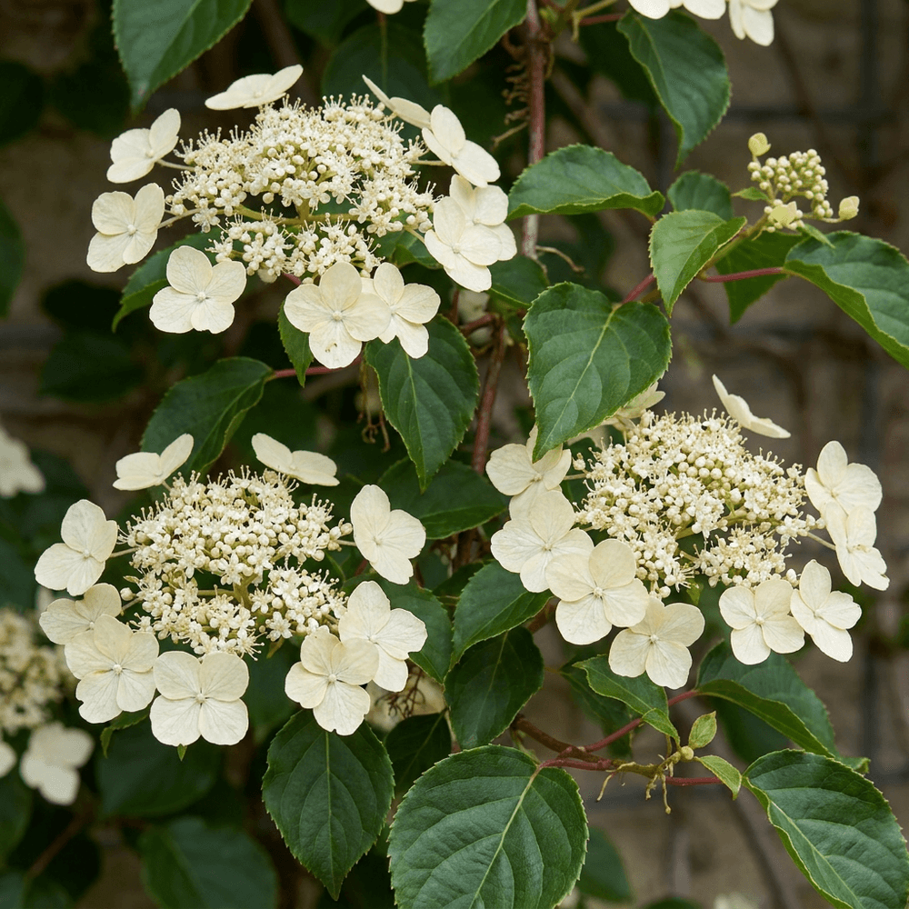 Hortensia grimpant - grimpante fleurie pour l'ombre - plante d'extérieur - lot de 4