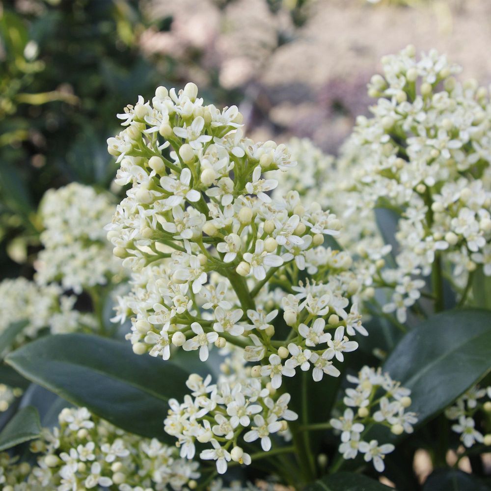 Skimmia du japon 'finchy' - arbuste persistant d'ombre - pot de 10,5cm - lot de 3 - plante d'extérieur