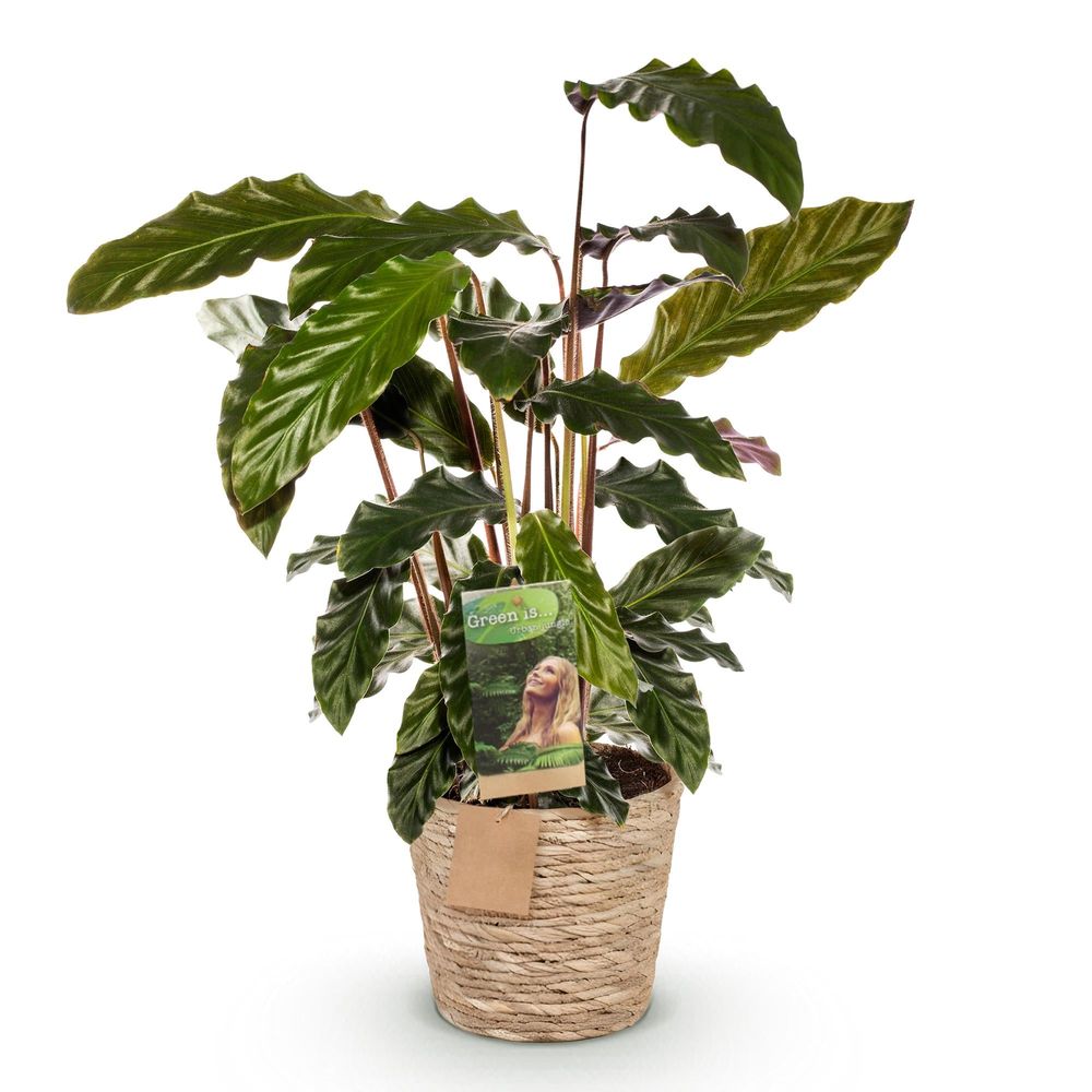 Calathea rufibarba - pot de 17cm - hauteur 55-60cm - plantes d'intérieur