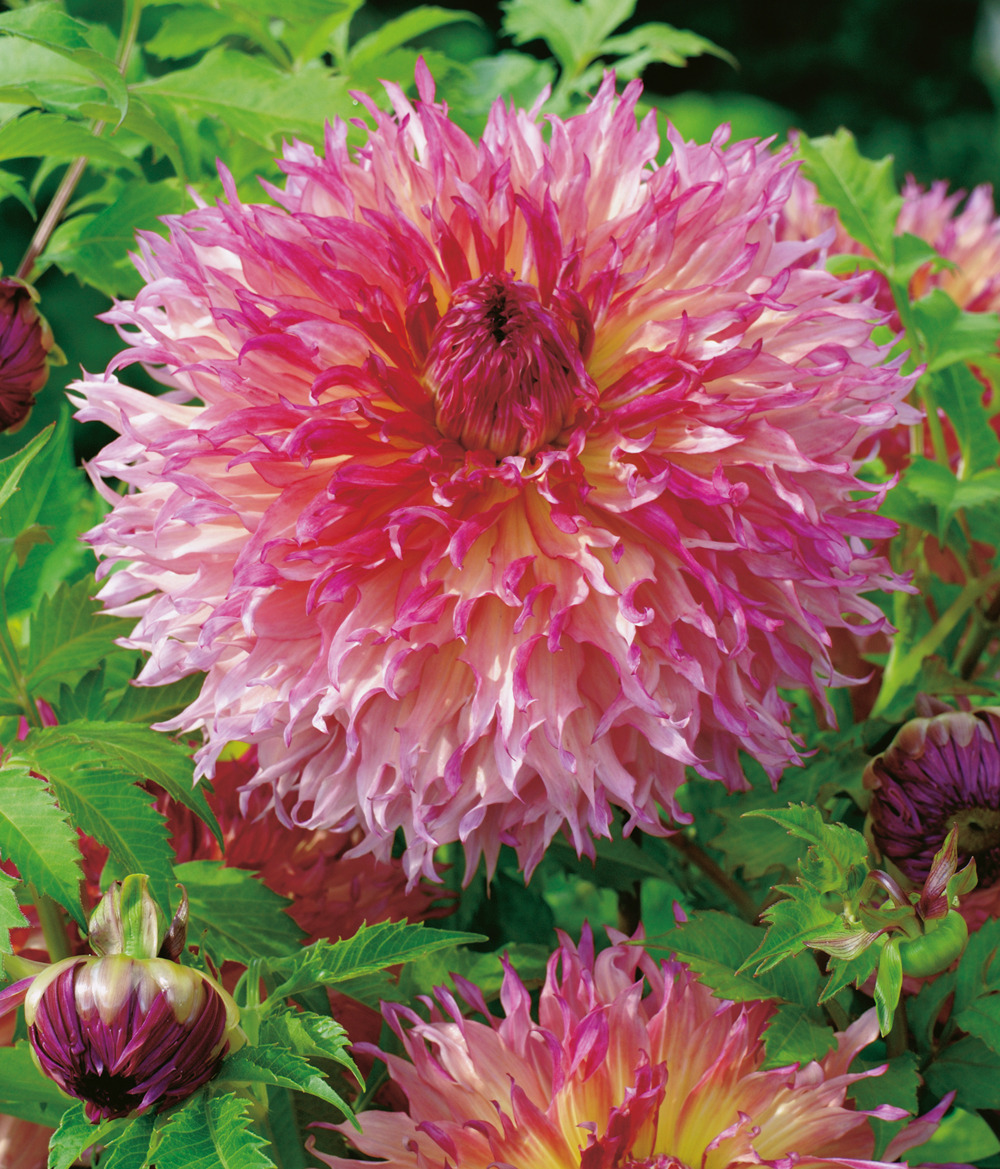 Dahlia deco pineland princess