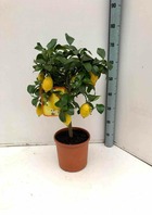 Citrus limon (citronnier)   blanc - taille pot de 65l - 125/150cm -18/20 peri