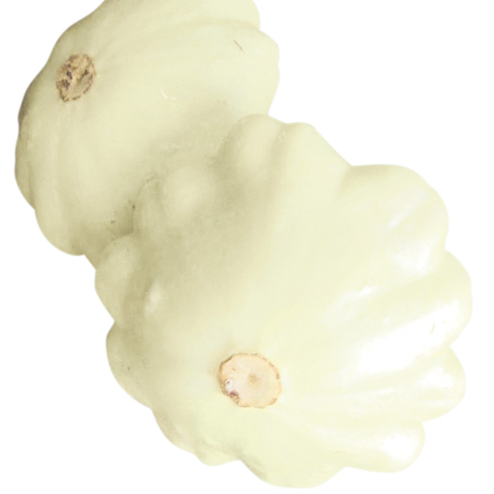 Pâtisson 'polo' le sachet de 10 graines environ (0,7g)