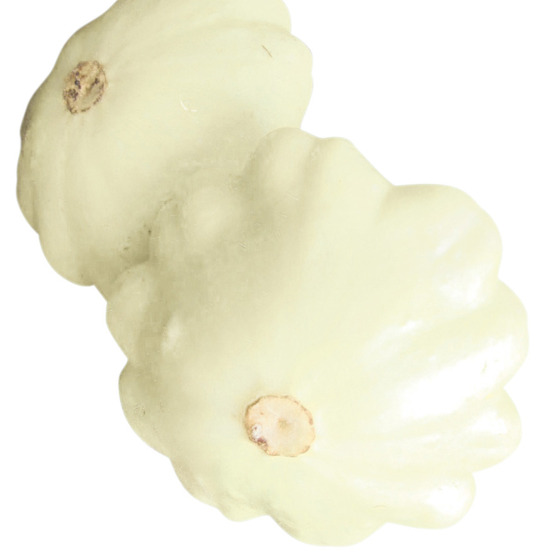 Pâtisson 'polo' le sachet de 10 graines environ (0,7g)