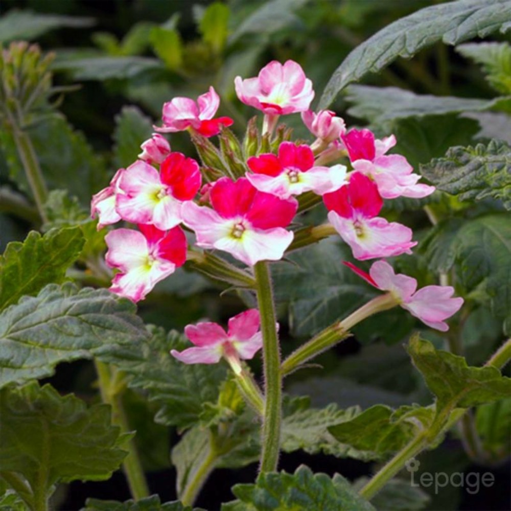 2 Verveines 'Pink Parfait' (Verbena 'Pink …