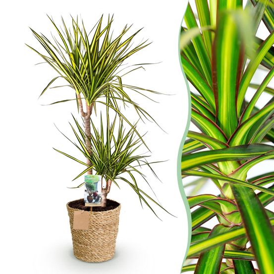 Dracaena sunray - plantes d'intérieur