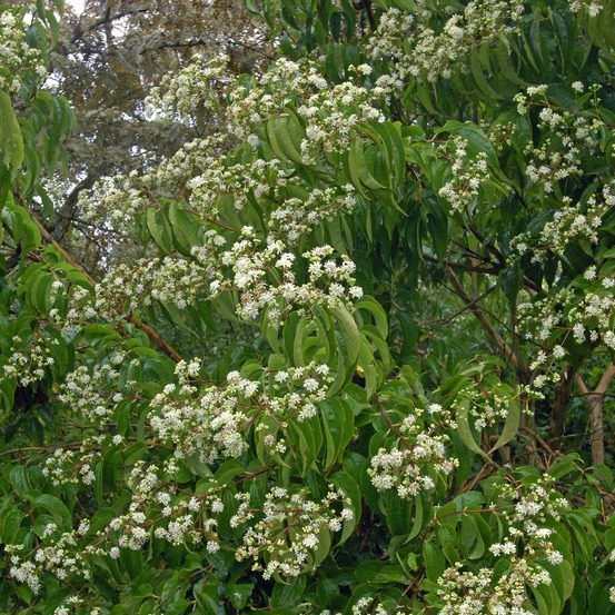 Heptacodium miconioides pot de 3l/4l