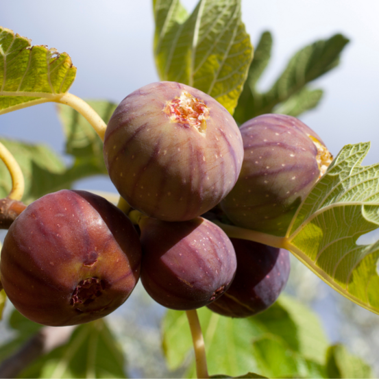 Figuier rouge de bordeaux - ficus carica rouge de bordeaux 50/60cm