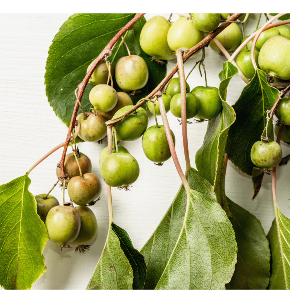 Pied kiwi de sibérie autofertile super issai - actinidia arguta super issai 120cm