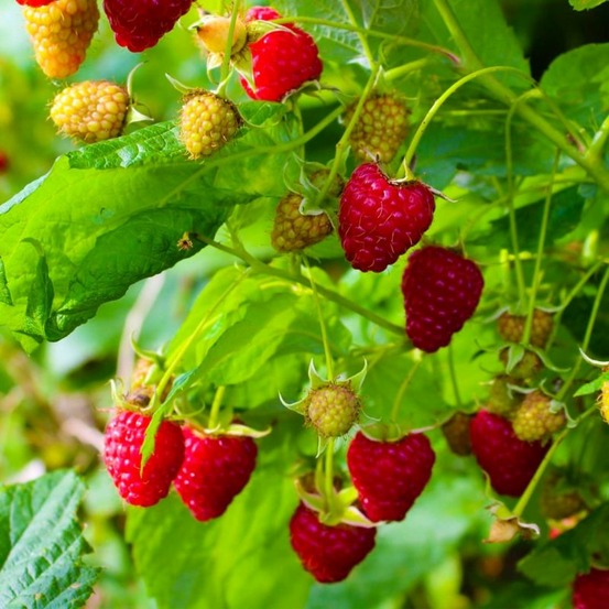 Framboisier 'zeva' (rubus idaeus 'zeva')