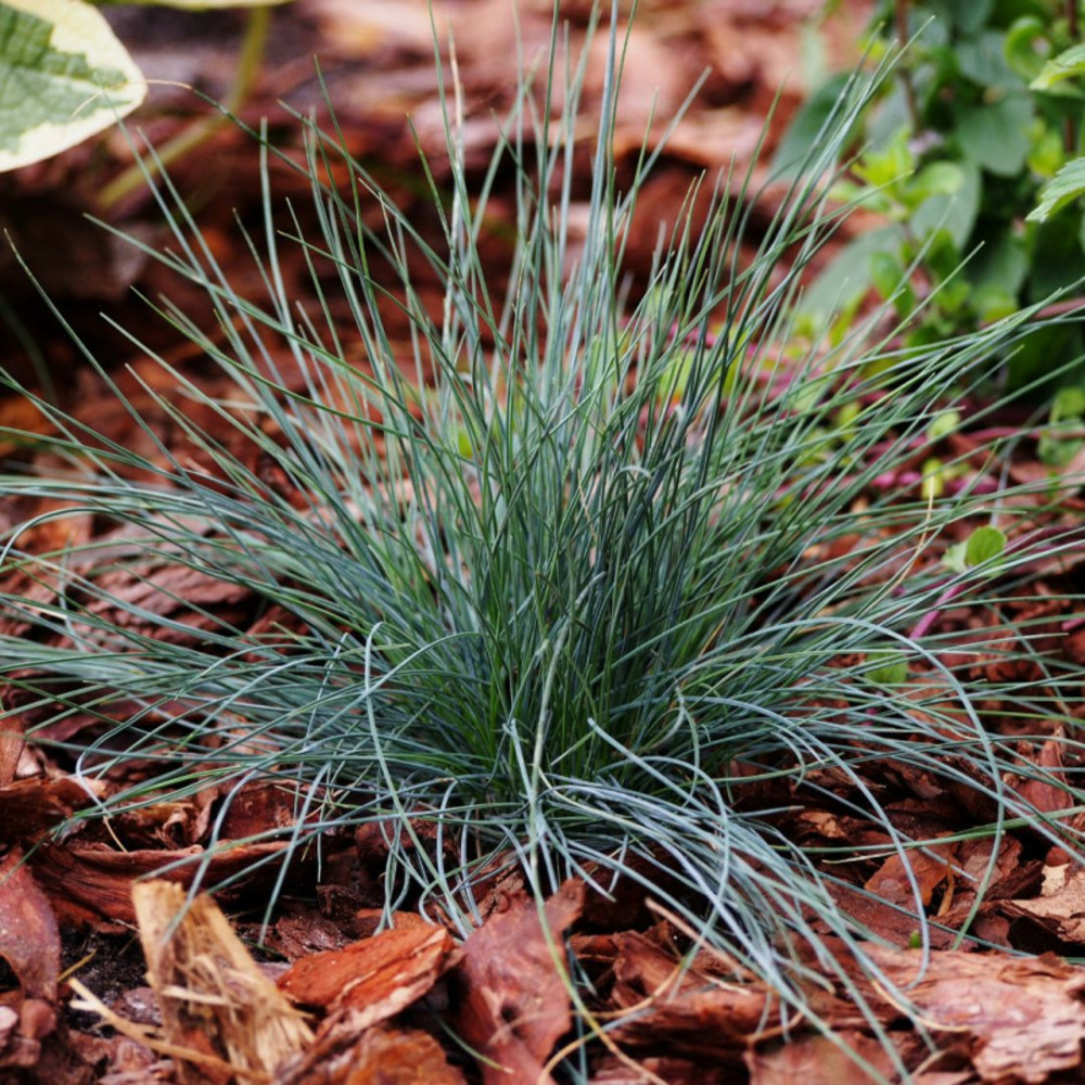 Fétuque bleue - festuca intense blue - 10 cm godet de 9 cm