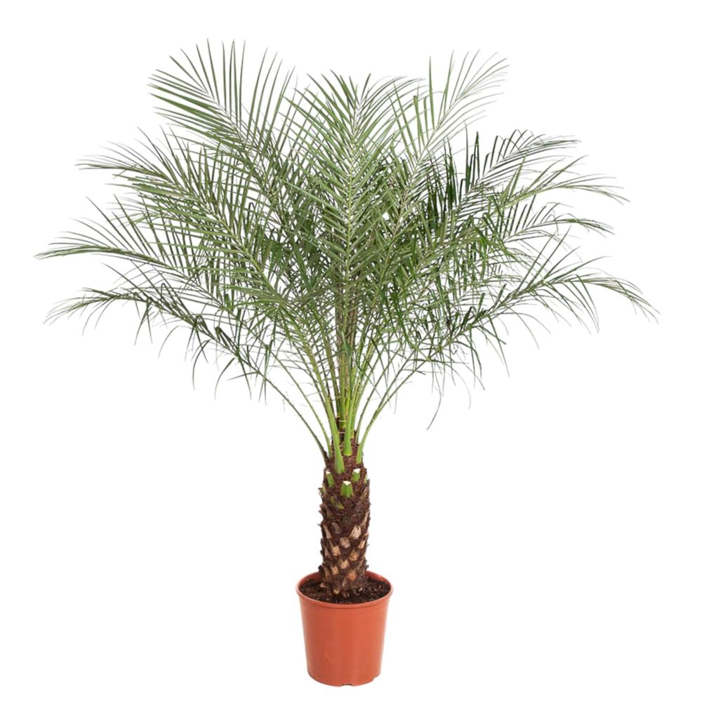 Phoenix canariensis - plantes d'intérieur
