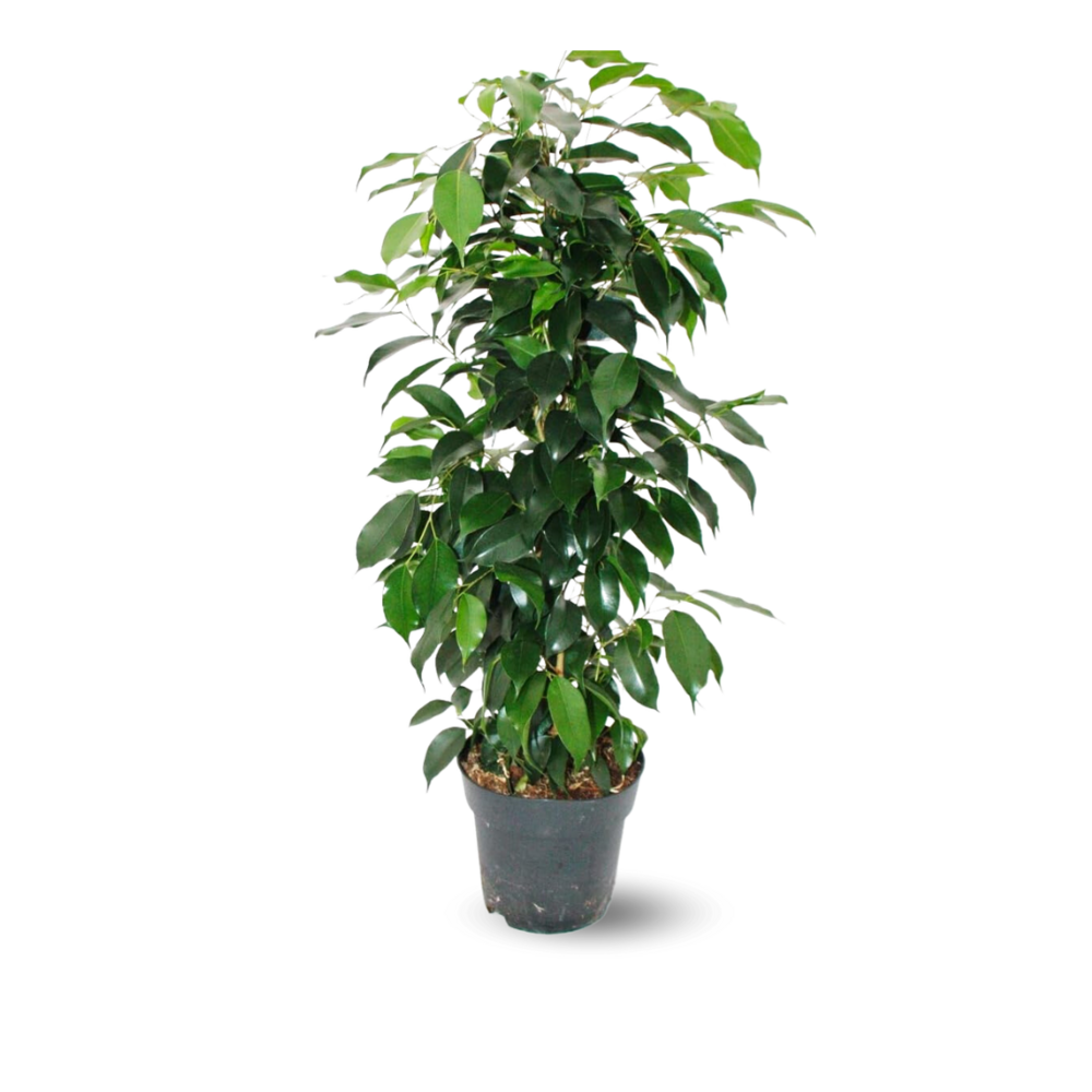 Ficus Benjamina - Danielle - ↕ 60-70 cm - ⌀ 17 cm - plante d'extérieur