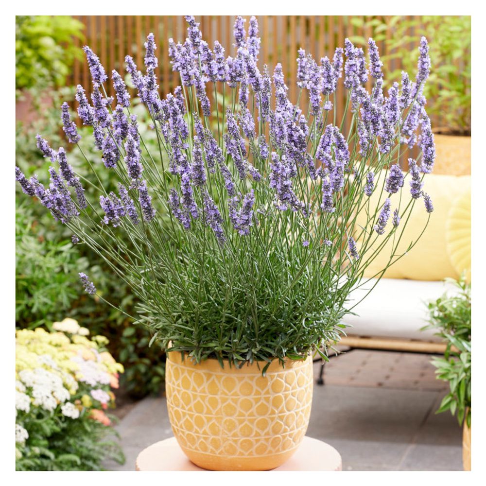 Lavande sensational! 'tesseract' godet - 5/20 cm