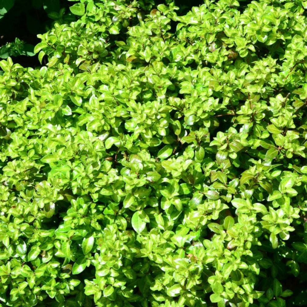 Pittosporum golden ball, pittospore pot de 7,5l - 40/60 cm