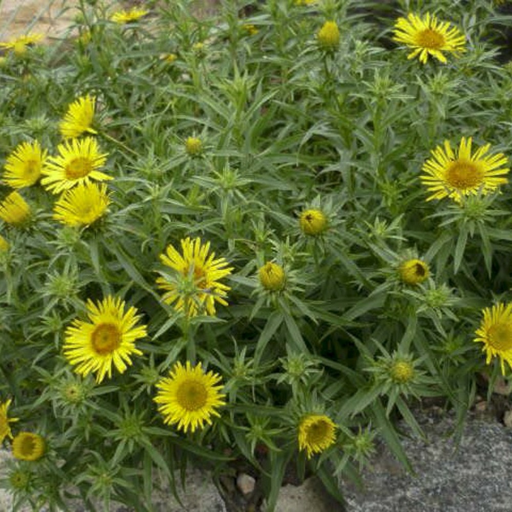 Oeil de boeuf jaune 'dora' godet de 8/9 cm