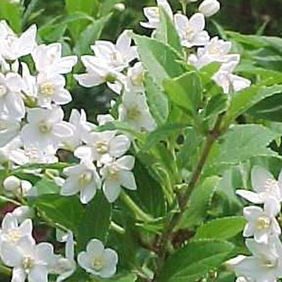 2 x deutzia gracilis - deutzia gracilis - 25-30 cm pot