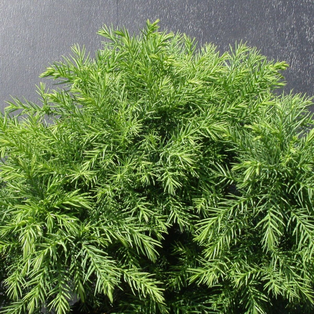 Cèdre du japon monstrosa nana, cryptomeria pot de 5l - 40/60 cm