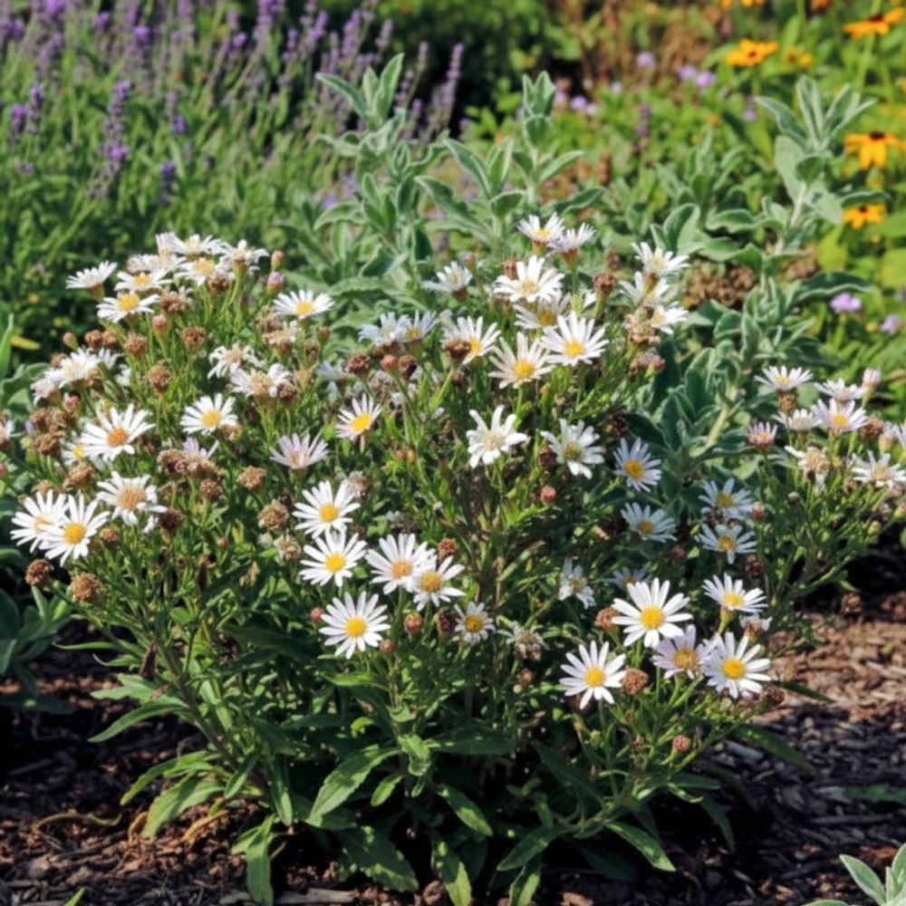 Aster à feuilles de linaire lot de 9 godets