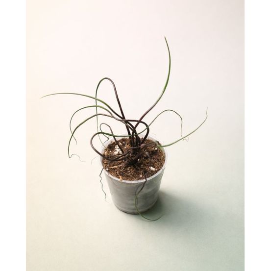 Alocasia flying squid small d. 9cm h. 15cm - plante d'intérieur