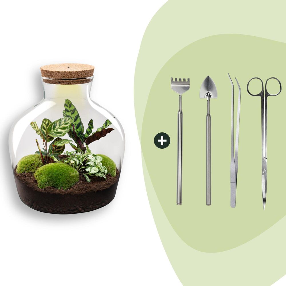 Diy terrarium - fat joe - h30 cm - ø30 cm - 30cm - réf 3660