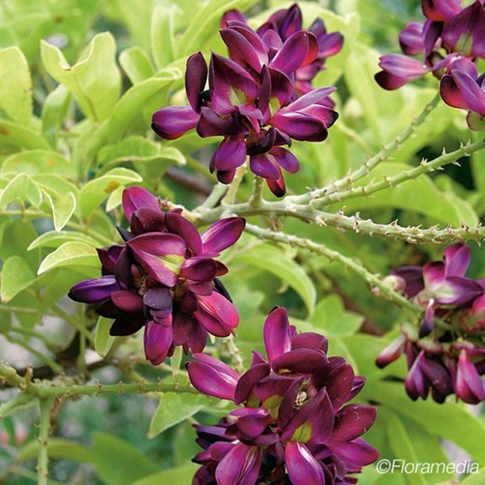 Glycine d'été - millettia japonica satsuma 3l - 60/90cm