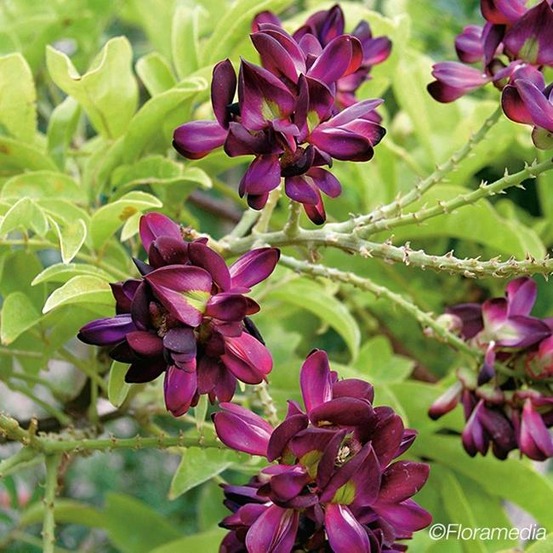 Glycine d'été - millettia japonica satsuma 3l - 60/90cm
