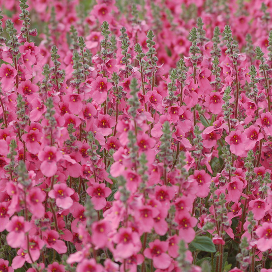 Diascia fetcaniensis godet de 8/9 cm
