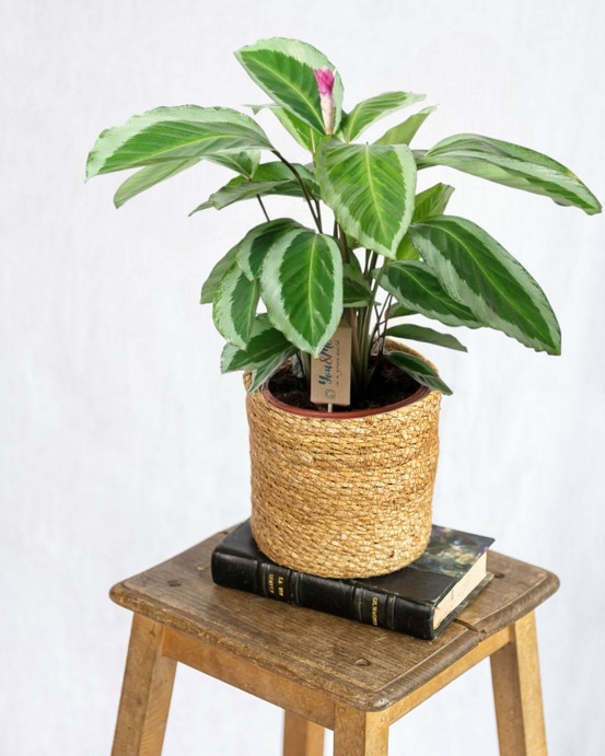 Calathea bicajoux gecko 45cm - plante d'intérieur