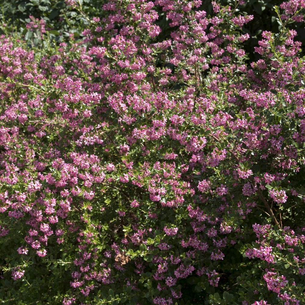 Escalonia donard seedling - le pot / ø 9cm