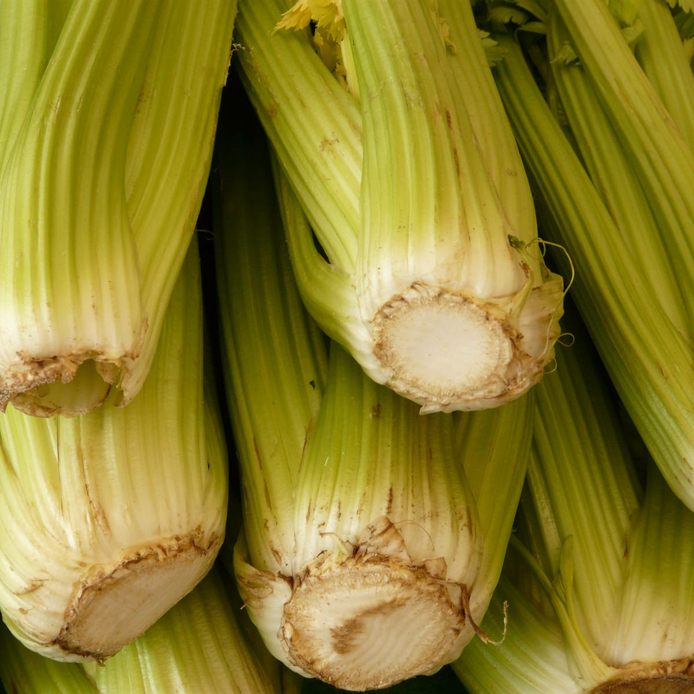 Céleri branche 'd'elne' le sachet de 3000 graines environ (1,5g)